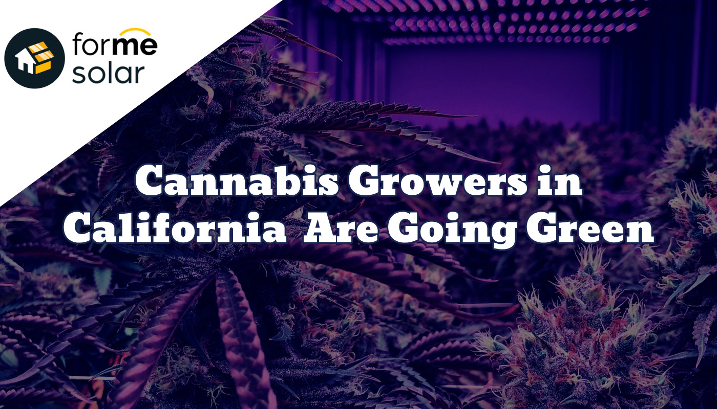 4 Reasons Why Cannabis Growers in California Are Going Green