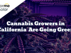 cannabis growers going green solar energy